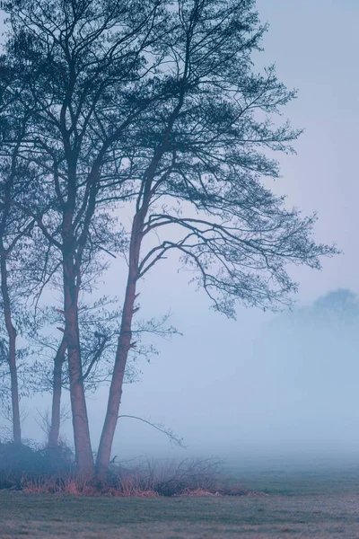 Arbres dans la brume du matin — Photo