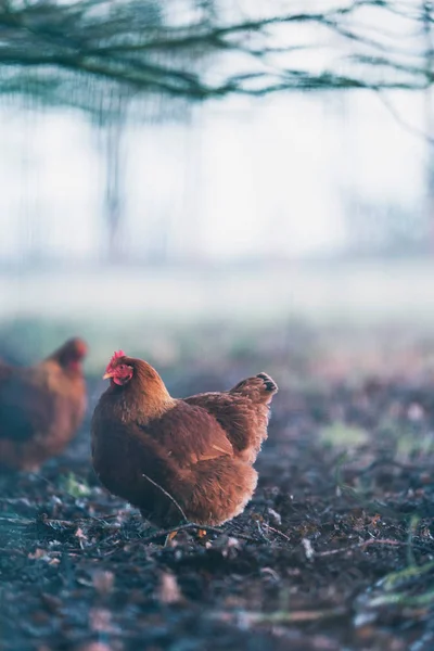 Chicken on misty dirt field — Stock Photo, Image