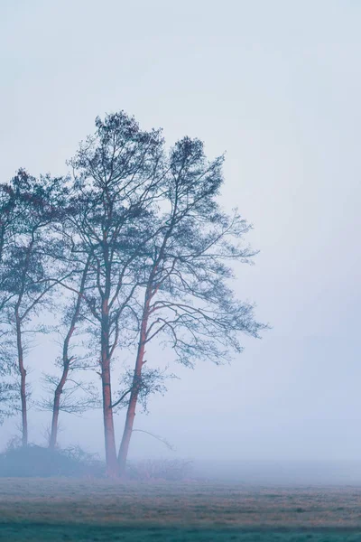 Grupa drzew na łące — Zdjęcie stockowe