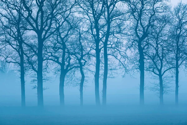Sylwetka drzewa gołe zima — Zdjęcie stockowe