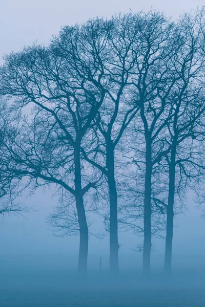 Silhouette d'arbres d'hiver nus — Photo