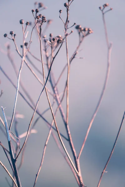 Döda frusna blommor i vinter — Stockfoto