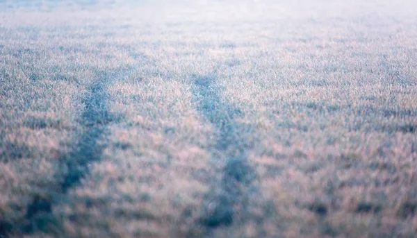 Reifenspur im gefrorenen Gras — Stockfoto