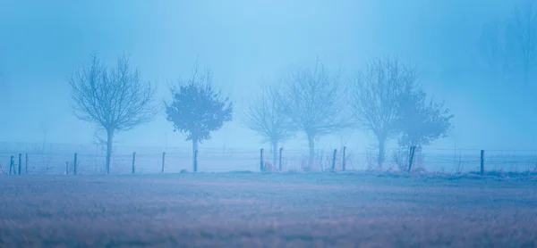 Misty meadow with pollard willows — Stock Photo, Image