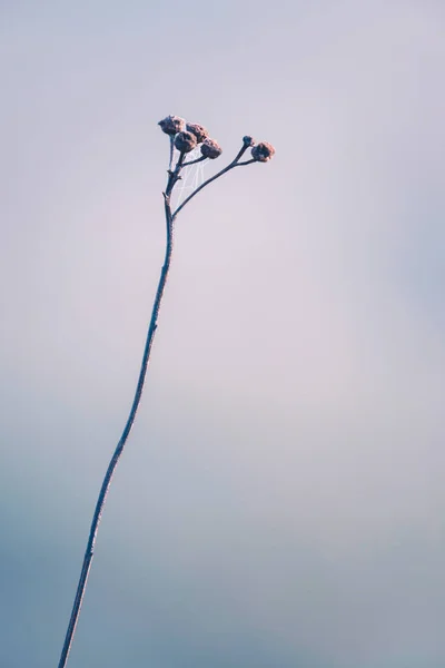 Flor congelada morta no inverno — Fotografia de Stock