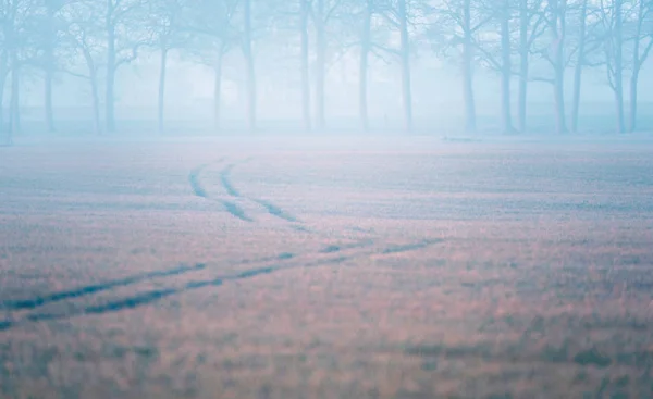 霧の草原にタイヤ トラック — ストック写真