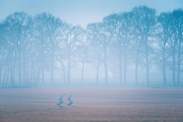 Lastik izleri puslu çayırda 