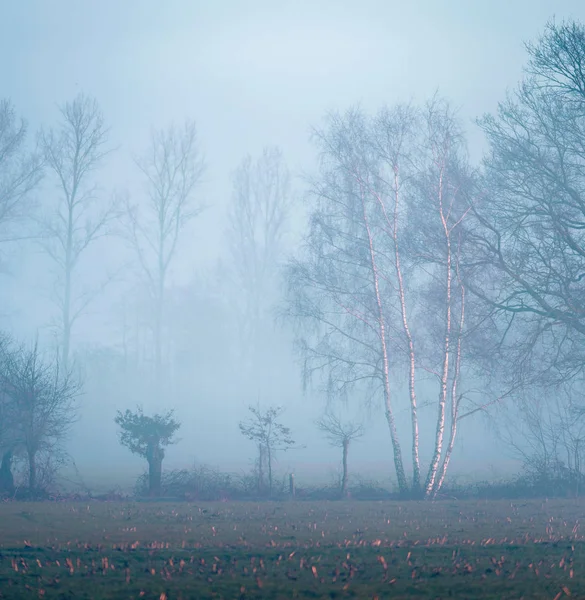 Winter birch tree — Stock Photo, Image