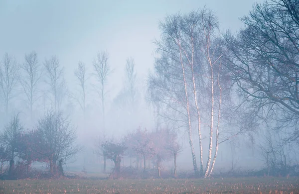 Winter birch tree — Stock Photo, Image