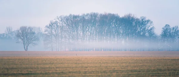 Louka s holé zimní stromy — Stock fotografie