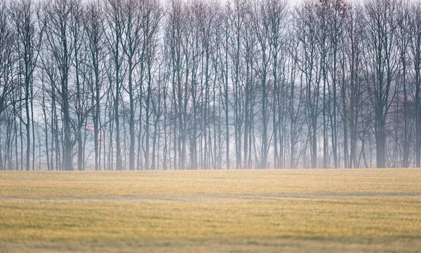 Campo nebuloso com árvores de inverno — Fotografia de Stock