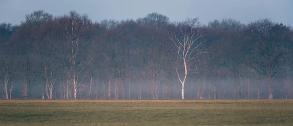 Winter birch tree — Stock Photo, Image