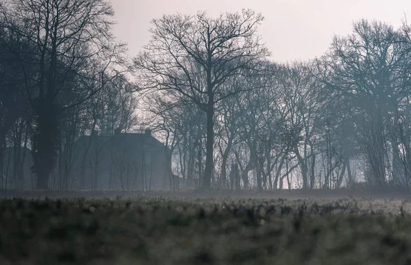 Zimní domácí a holé stromy — Stock fotografie