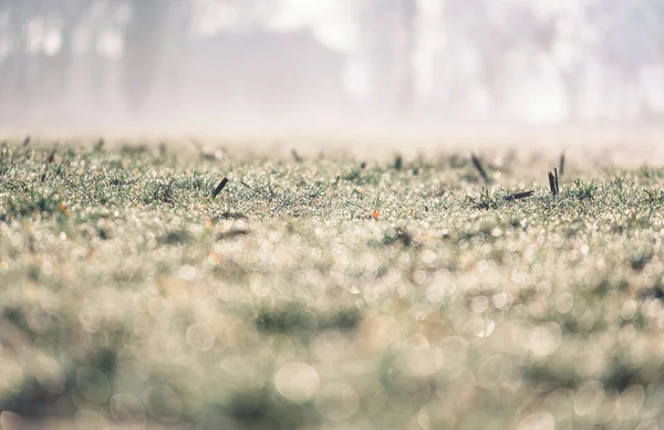 Prados de inverno com orvalho da manhã . — Fotografia de Stock