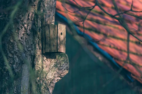 Птица на дереве рядом со старым сараем — стоковое фото