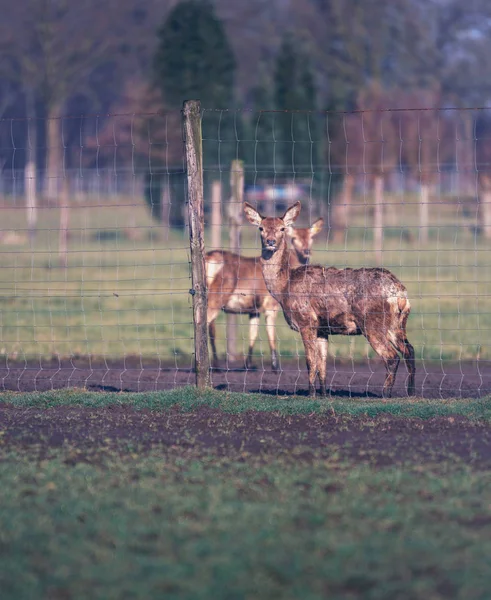 Deer in paddock of venison farm — Stock Photo, Image