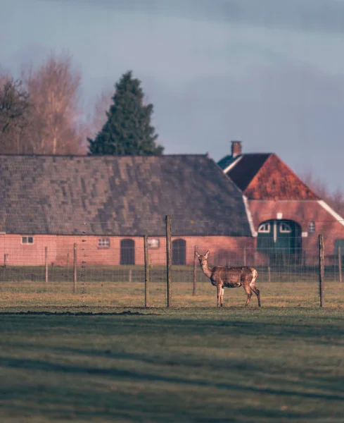 Deer in field behind fence — Stock Photo, Image