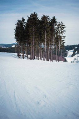 Grup ve çam ağaçlarının kayak pisti 