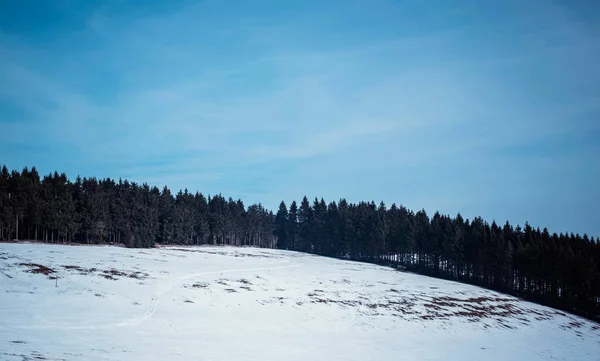 Stoupání na sněhu s borového lesa — Stock fotografie