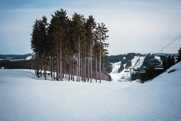 Grupper av furutrær i skiskråning – stockfoto