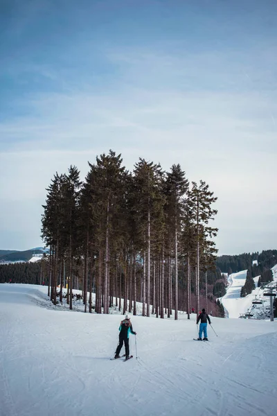 Skiers and pine trees on ski slope — Stock Photo, Image