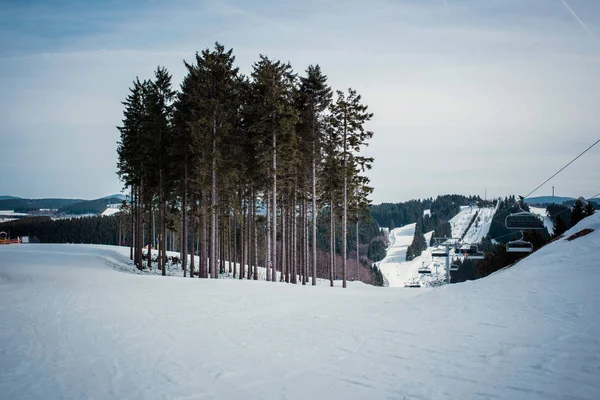 Group of pine trees on ski slope — Stock Photo, Image