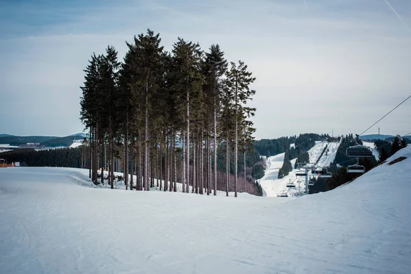 Grupper av furutrær i skiskråning – stockfoto