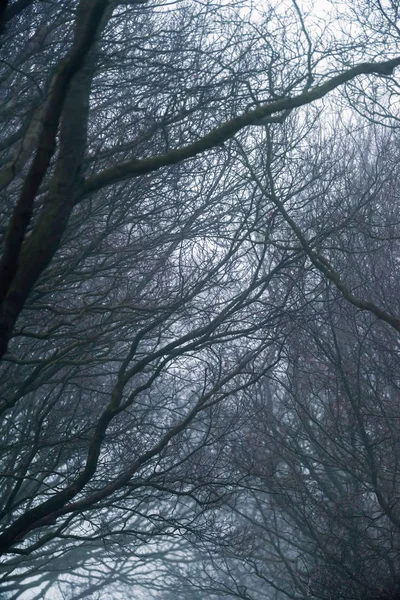 Kvistar och grenar av vinter träd — Stockfoto