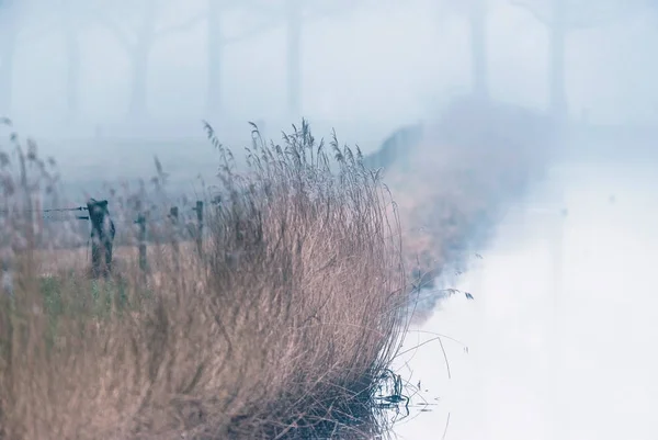 Mlhavé příkopu s reed — Stock fotografie