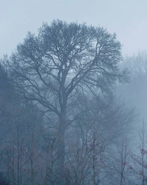 Bare winter trees — Stock Photo, Image