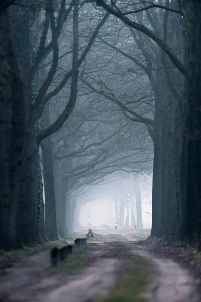 Sandy cesta v zimě lese. — Stock fotografie