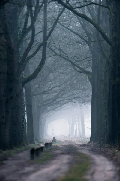 Sandpfad im Winterwald. — Stockfoto