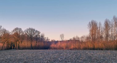 Çıplak ağaçlar ile tarım alanı