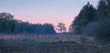 Çam ve yaprak döken ağaçlar  