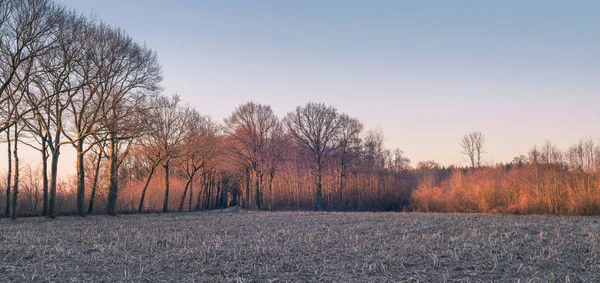 Oblasti zemědělství s holé stromy — Stock fotografie