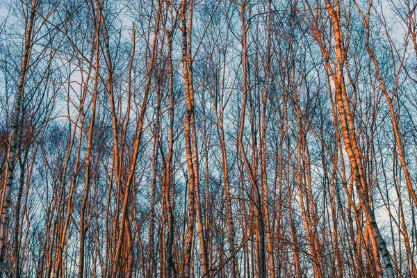 Troncos de bétula de inverno — Fotografia de Stock