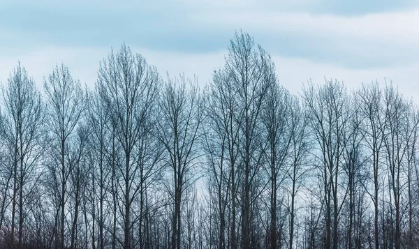 裸の冬の並木 — ストック写真