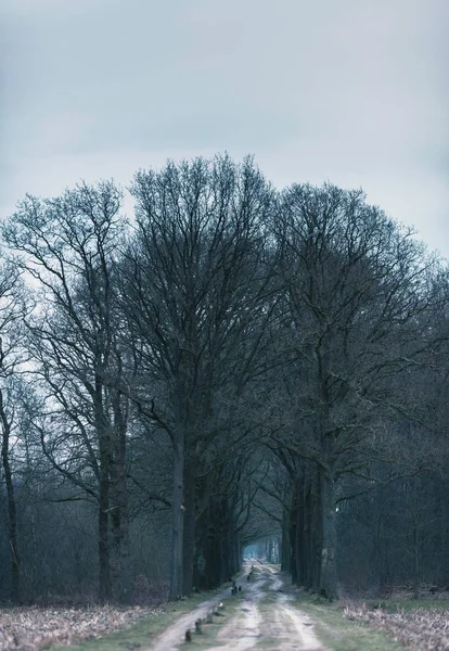 Dirt road into winter forest — Stock Photo, Image