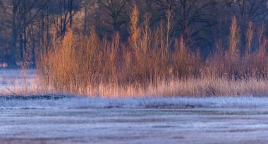 Genç ağaçlar ve reed  