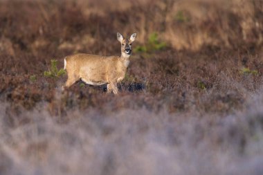 moorland geyik güneş tarafından yaktı