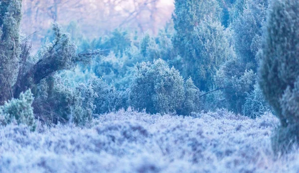 荒れ地にジュニパーの茂み — ストック写真