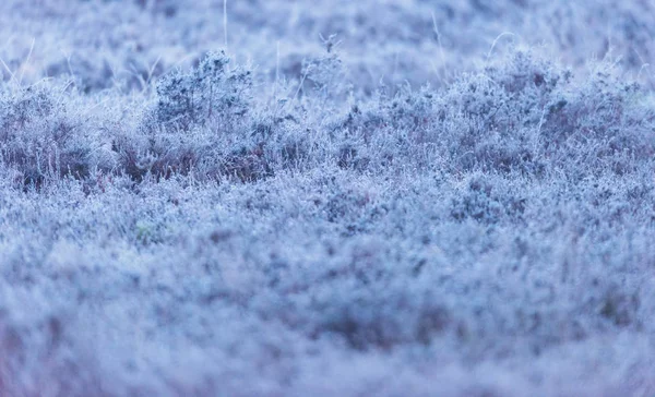 Urze congelada no início da manhã — Fotografia de Stock