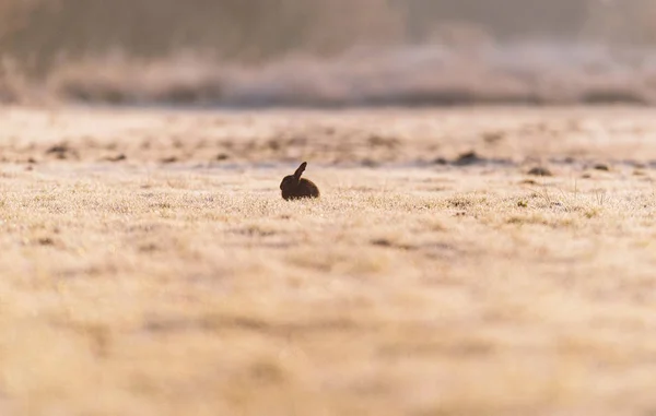 Силуэт одинокого европейского кролика — стоковое фото