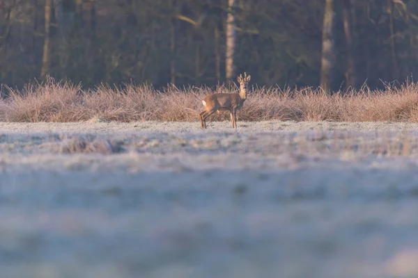 Herten in bevroren veld — Stockfoto