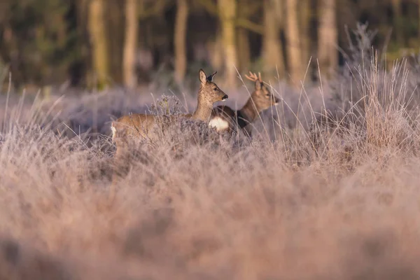 Deer in morning sun — Stock Photo, Image