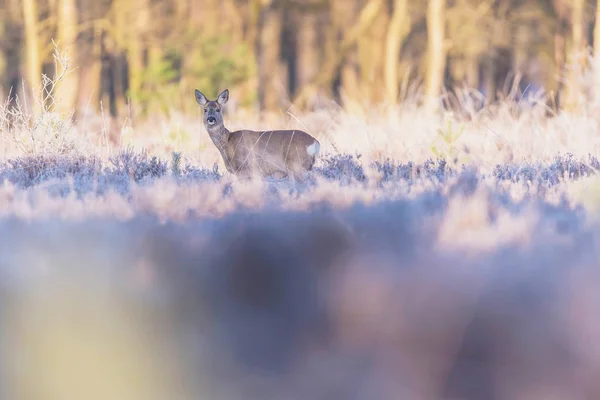 Rehe stehen zwischen hohem Gras — Stockfoto