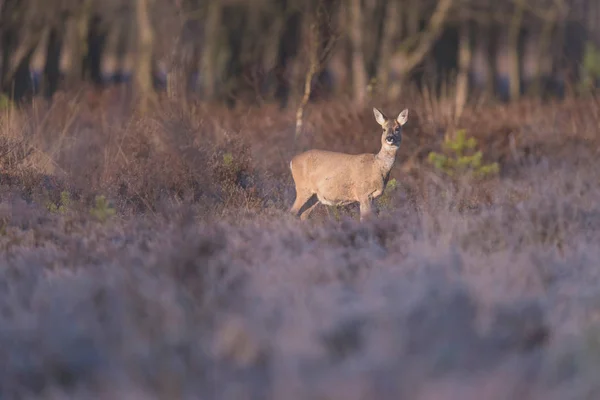 Rehe im Moor von der Sonne angestrahlt — Stockfoto