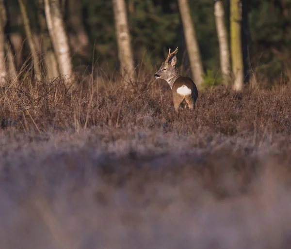 Herten in Heide struiken — Stockfoto