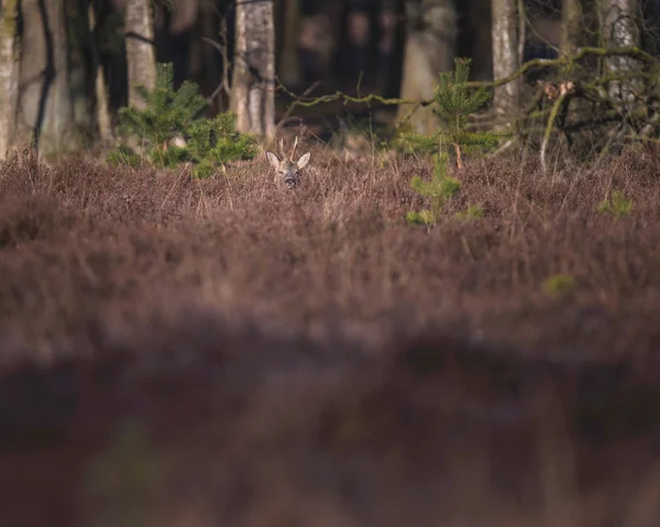 Cerfs dans le paysage bruyère — Photo