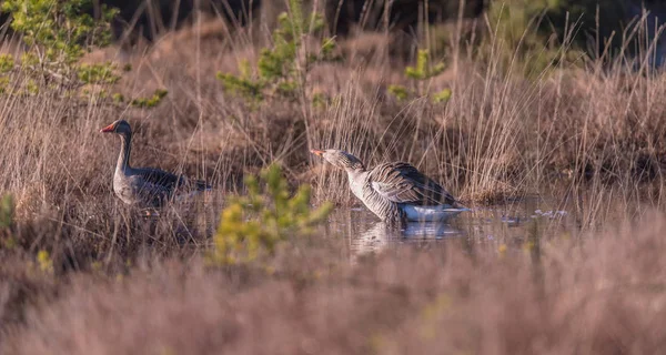 2 つの greylag ジーズ — ストック写真